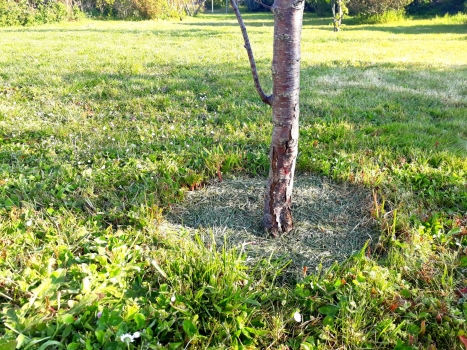 Paillage de fruitier avec de la tonte de pelouse