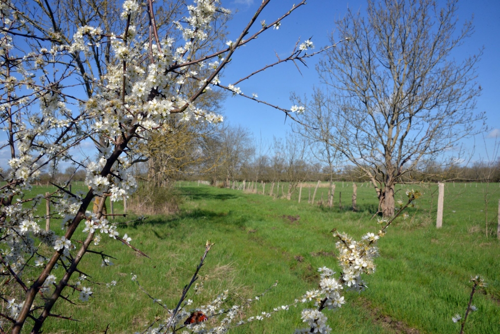 Marais Couëronnais