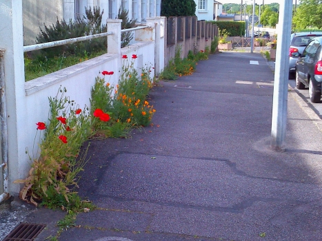 Chaque année, la Ville vous invite à participer à Ma rue en fleurs pour embellir votre quartier en agissant pour la biodiversité locale.