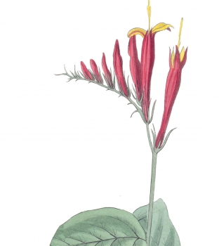 5 Spigelia Marilandica and Phlox Aristata, 1829 edition