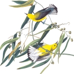 1 Prothonotary warbler, 1827 edition