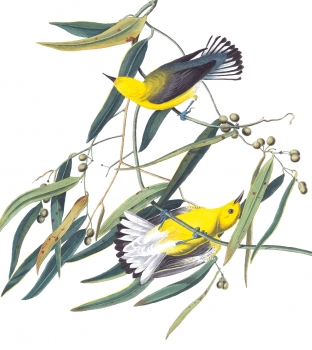 1 Prothonotary warbler, 1827 edition