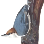 2 Brown-headed nuthatch, 1831 edition