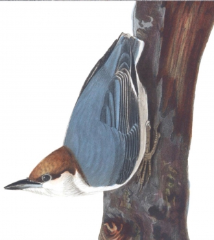 2 Brown-headed nuthatch, 1831 edition