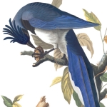 4 Black-throated magpie-jay, 1830 edition