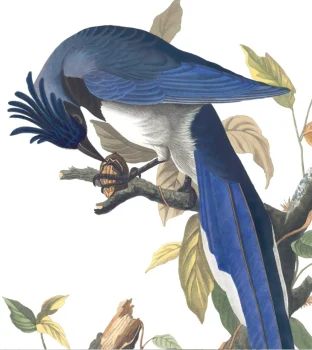 4 Black-throated magpie-jay, 1830 edition