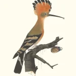 Eurasian Hoopoe, Upupa epops