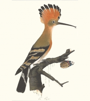 Eurasian Hoopoe, Upupa epops