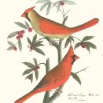 Red cardinal, Cardinalis cardinalis, male and female