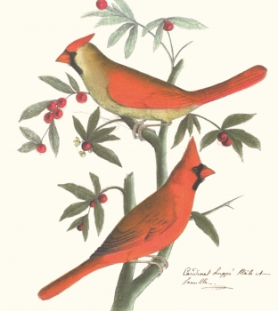 Red cardinal, Cardinalis cardinalis, male and female