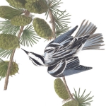 3 Black-and-white warbler, 1830 edition