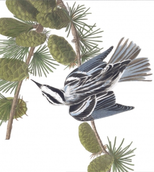 3 Black-and-white warbler, 1830 edition