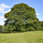 arbre beaulieu