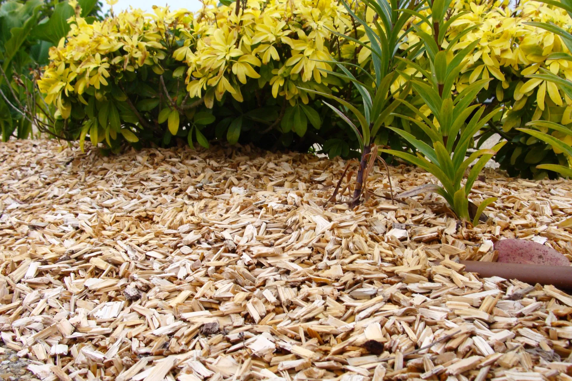 Broyat pour le paillage des massifs