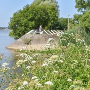 Ile de la Liberté Angélique des Estuaires, ile de la Liberté, port de Couëron, Loire
